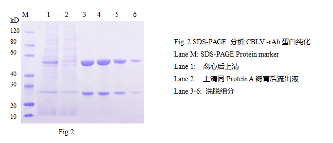 fig2