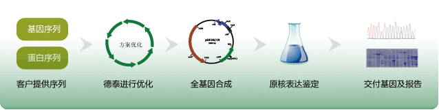 活性基因定制i合成流程