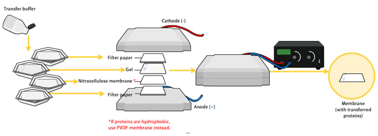 免疫印迹(Western Blot)的转膜过程