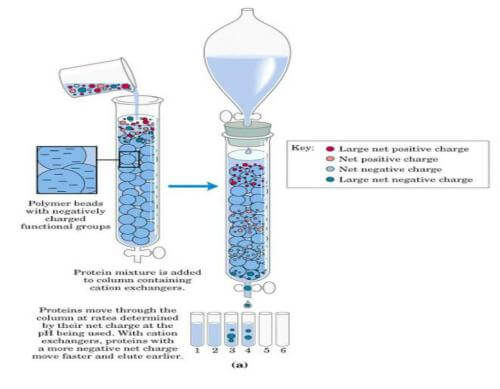 离子交换色谱纯化原理