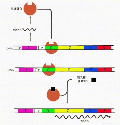 IPTG诱导表达原理图