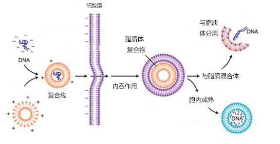 瞬时转染流程简图