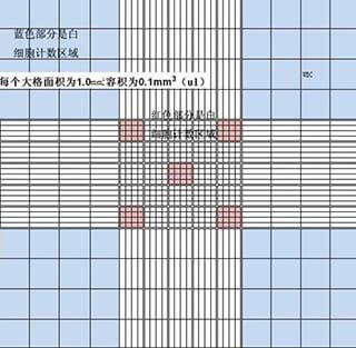 瞬时转染血球计数室表面