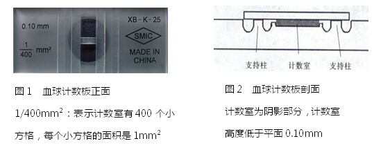 瞬时转染血球计数板