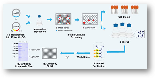 哺乳动物细胞重组抗体生产