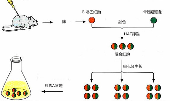 免疫抗体生产