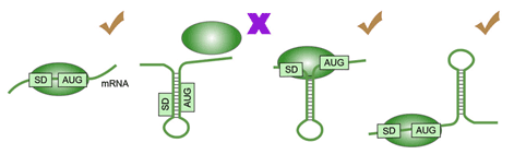 mrna-secondary-structure