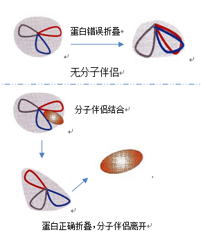 分子伴侣