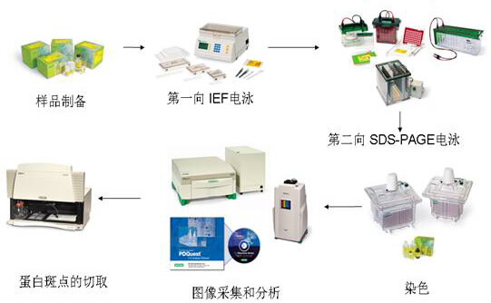 双向凝胶电泳
