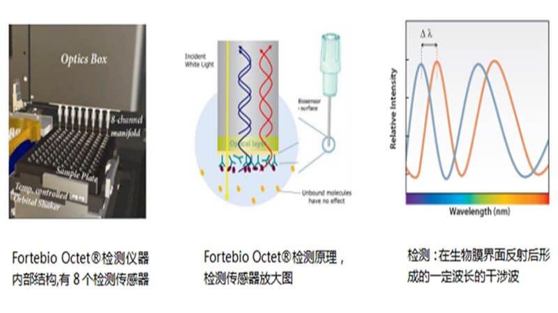 Fortebio Octet®实验原理