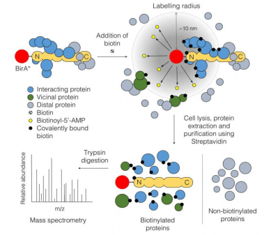 BioID邻近蛋白标记