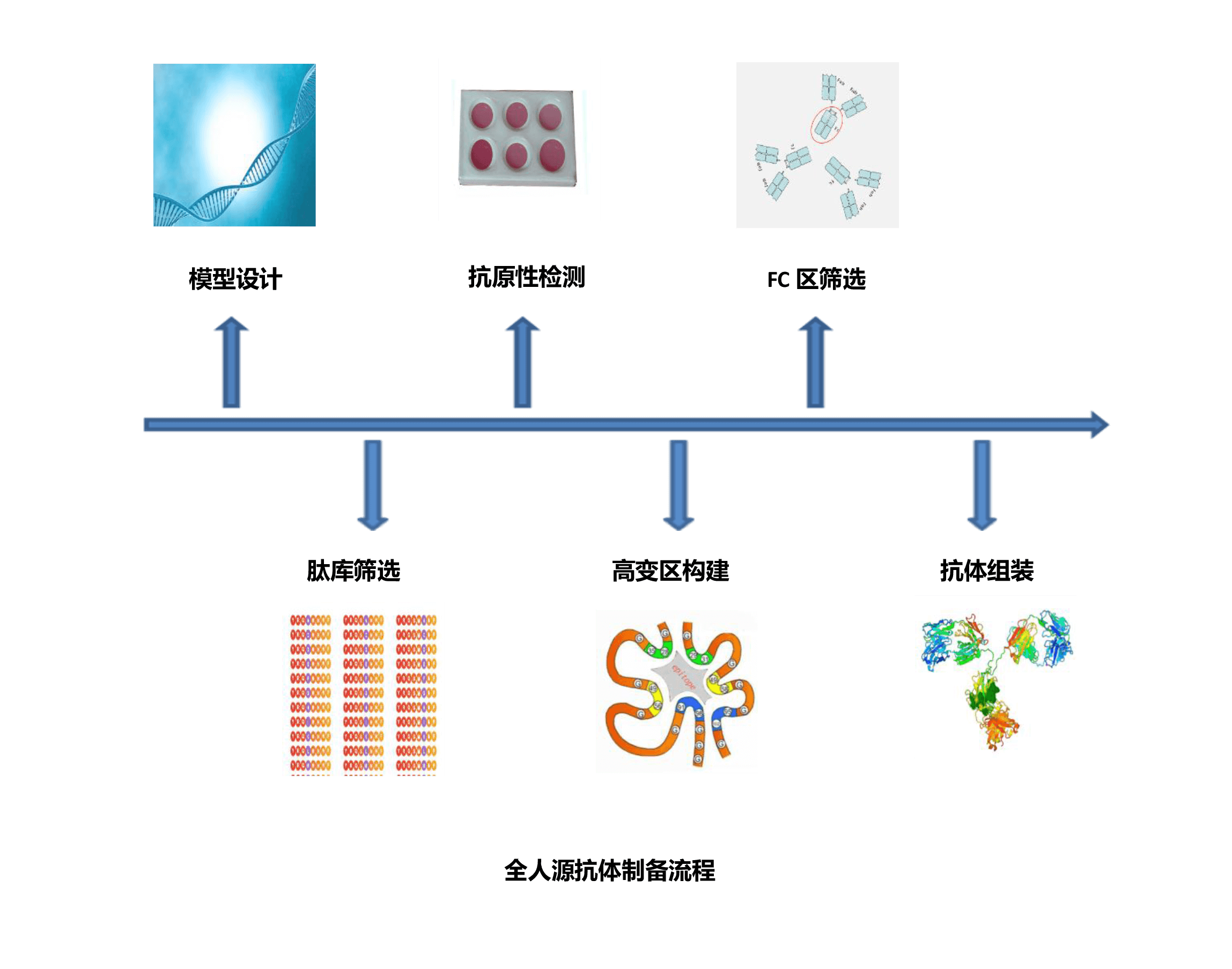 全人源抗体制备