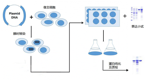 哺乳动物细胞瞬时转染实验流程