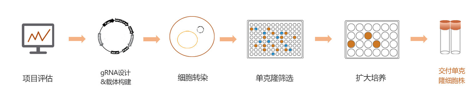 稳定细胞株构建服务流程