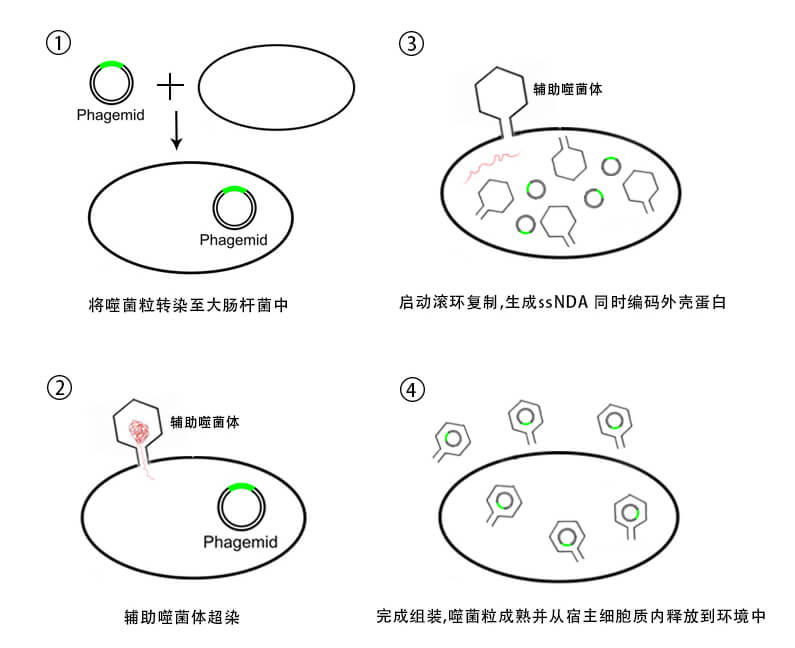 辅助噬菌体工作原理