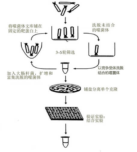 噬菌体展示技术筛选流程