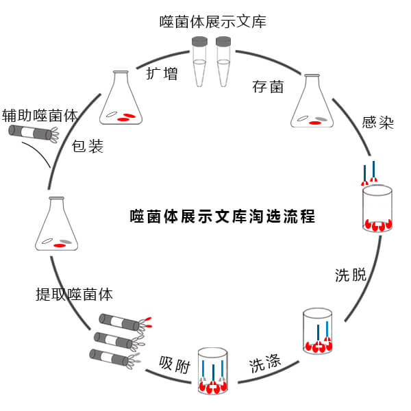 噬菌体文库淘选流程