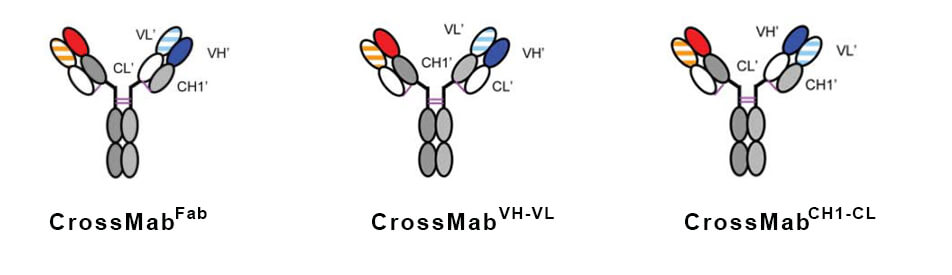 常见的CrossMab结构说明图