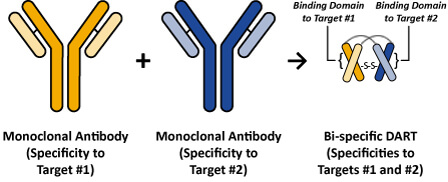 DART双特异性抗体结构说明图