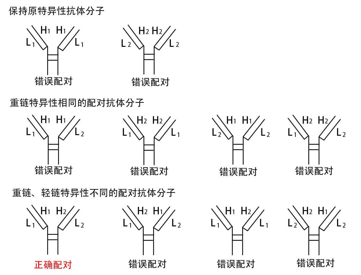 利用双杂交瘤技术制备双特异性抗体可能产生的轻重链配对情况