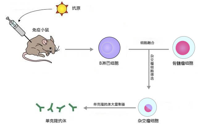 利用杂交瘤技术制备单克隆抗体流程