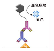 ELISA测定抗体亚型原理