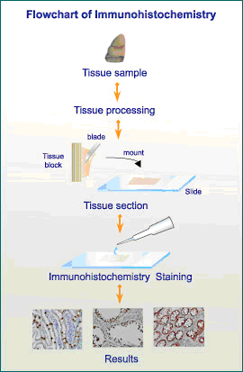 免疫组化实验流程