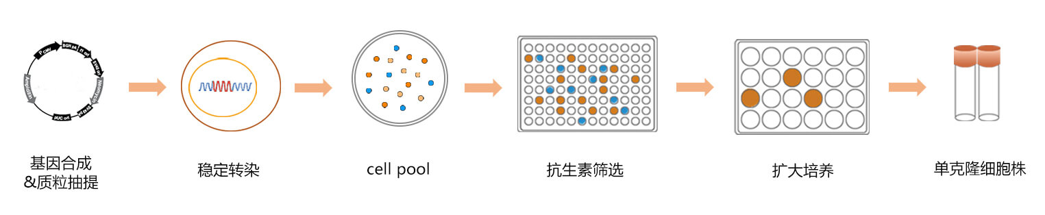 研究型单克隆细胞株筛选