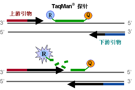 荧光探针工作原理