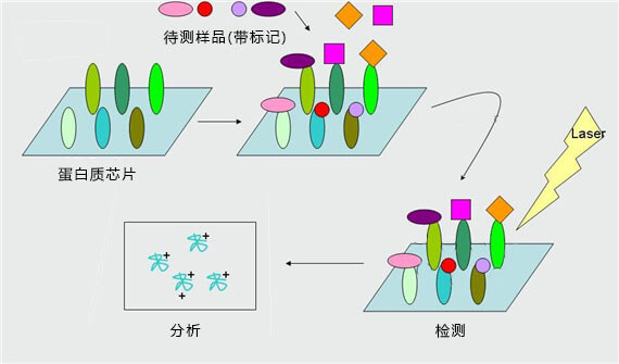 蛋白芯片技术原理