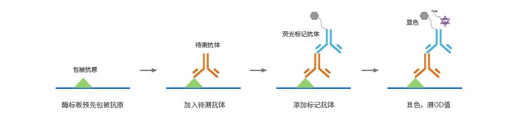 抗体亚型鉴定