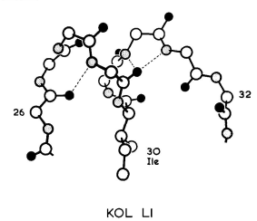 KOL Vλ结构域L1区构象