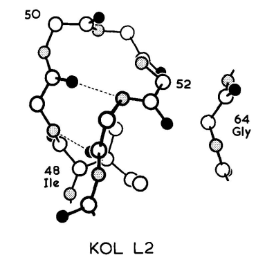 KOL Vλ结构域L2区构象