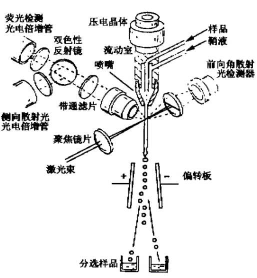 流式细胞仪示意图