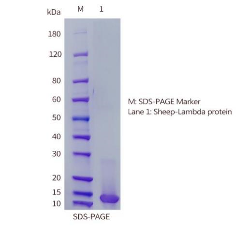 DTL03-SDS-PAGE